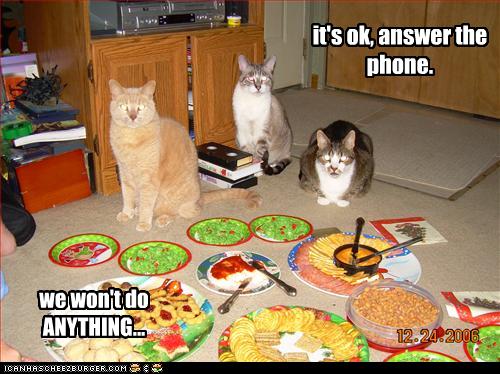 funny-pictures-cats-promise-to-not-touch-your-food