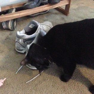 Kitty loves my shoes, for some reason.